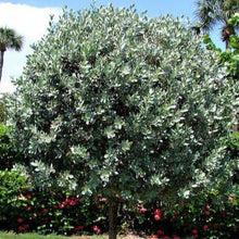 Load image into Gallery viewer, Silver Buttonwood Tree Seeds