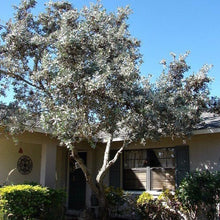 Load image into Gallery viewer, Silver Buttonwood Tree Seeds