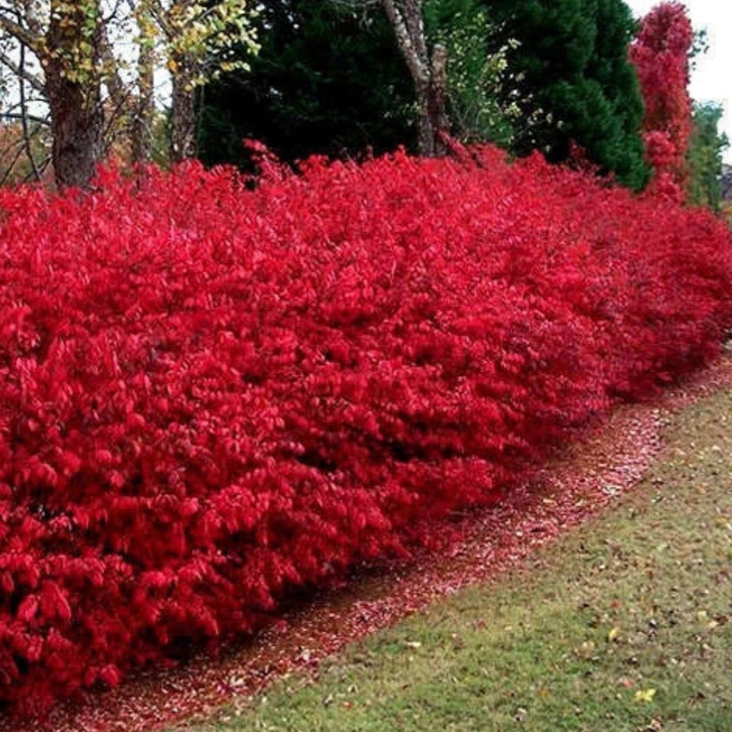 sikkert tag på sightseeing rytme Scarlet Red Burning Bush Seeds – SEEDTOPIA