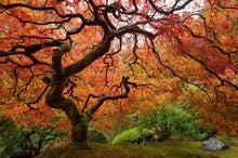 Load image into Gallery viewer, Japanese Amur Maple Tree (Acer Tataricum sub Ginnala) Seeds