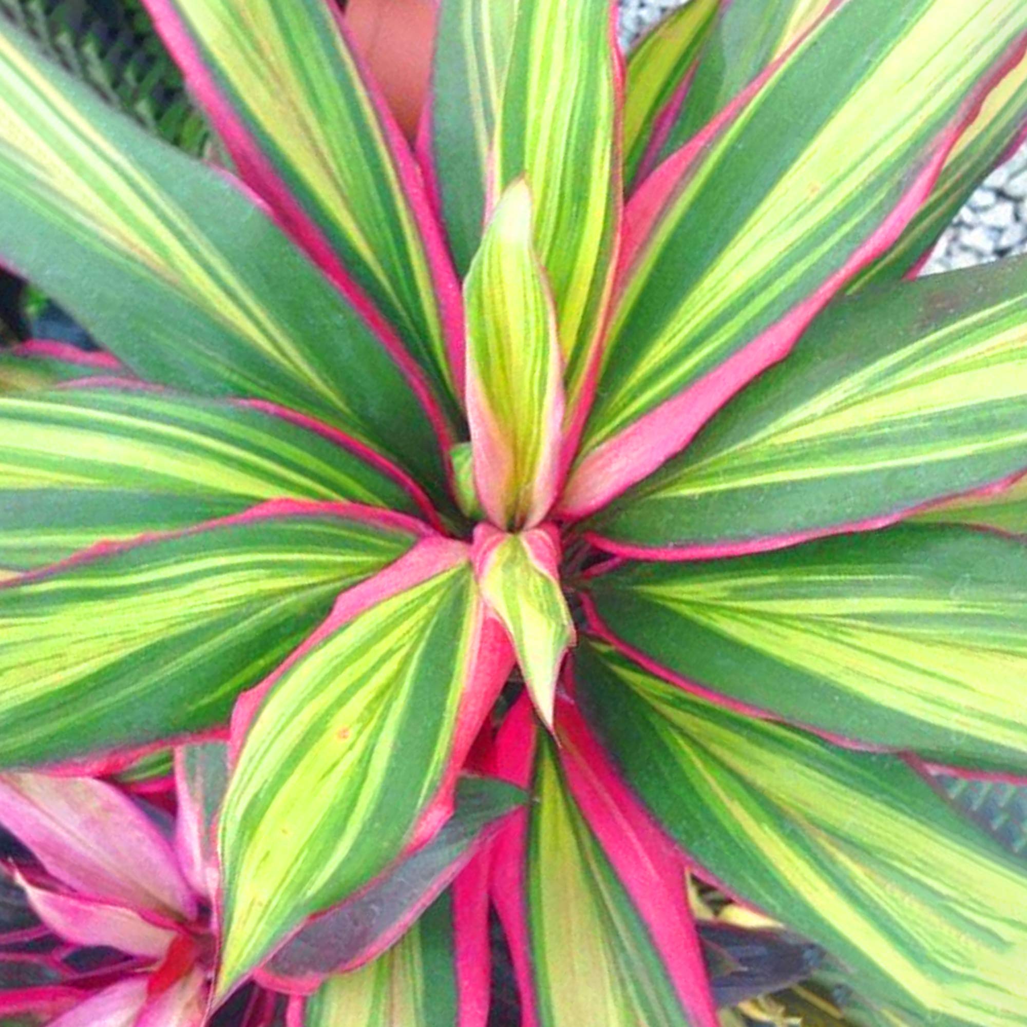ti plant seeds Kiwi Cordyline Ti Plant Seeds