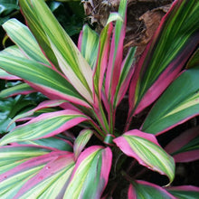 Load image into Gallery viewer, Kiwi Cordyline Ti Plant Seeds