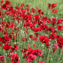 Load image into Gallery viewer, Lady Bird Poppy Flower Seeds
