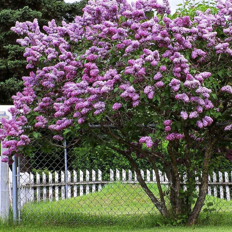 lavender lilac tree Common Lilac Tree Seeds – SEEDTOPIA