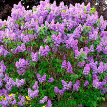 Load image into Gallery viewer, Common Lilac Tree Seeds
