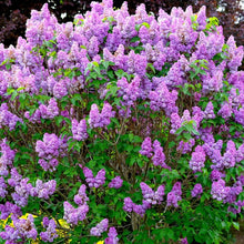 Load image into Gallery viewer, Common Lilac Tree Seeds