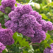 Load image into Gallery viewer, Common Lilac Tree Seeds