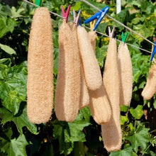 Load image into Gallery viewer, Organic Luffa Gourd Plant Seeds