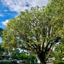 Load image into Gallery viewer, Mahogany Tree Seeds