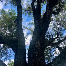 Load image into Gallery viewer, Mahogany Tree Seeds