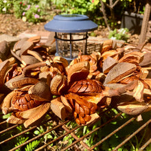 Load image into Gallery viewer, Mahogany Tree Seeds