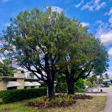 Load image into Gallery viewer, Mahogany Tree Seeds