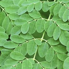 Load image into Gallery viewer, Moringa Drumstick Tree Seeds
