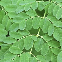 Load image into Gallery viewer, Moringa Drumstick Tree Seeds