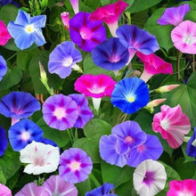 Load image into Gallery viewer, Morning Glory Plant Seed Mix