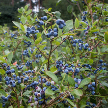 Load image into Gallery viewer, Organic Blueberry Bush Plant Seeds