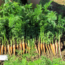 Load image into Gallery viewer, Organic Nantes Carrot Plant Seeds