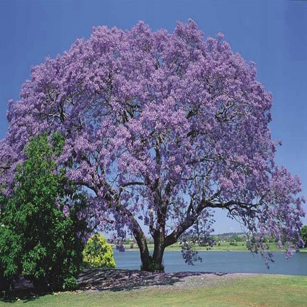 planting royal empress tree seeds Royal Empress Tree Seeds