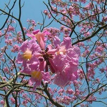 Load image into Gallery viewer, Pink Trumpet Tabebuia Tree Seeds