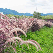 Load image into Gallery viewer, Red Fountain Ornamental Grass Seeds