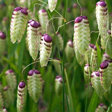 Load image into Gallery viewer, Quaking Ornamental Grass Seeds