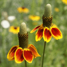 Load image into Gallery viewer, Mexican Hat Flower Seeds