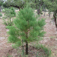 Load image into Gallery viewer, Giant Sequoia Redwood Tree Seeds