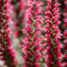 Load image into Gallery viewer, Red Viper's Bugloss Plant Seeds