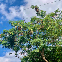Load image into Gallery viewer, River Tamarind Tree Seeds
