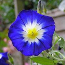 Load image into Gallery viewer, Royal Ensign Morning Glory Plant Seeds