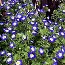 Load image into Gallery viewer, Royal Ensign Morning Glory Plant Seeds