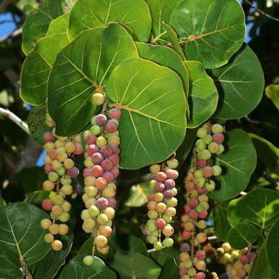 grape seed plant Sea Grape Tree Seeds