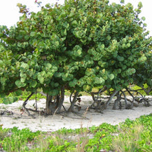 Load image into Gallery viewer, Sea Grape Tree Seeds