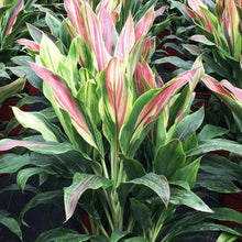 Load image into Gallery viewer, Sherbert Cordyline Ti Plant Seeds