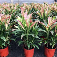 Load image into Gallery viewer, Sherbert Cordyline Ti Plant Seeds