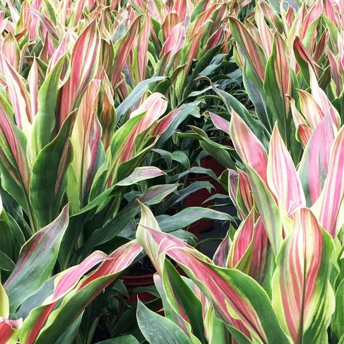 cordyline plant seeds Sherbert Cordyline Ti Plant Seeds