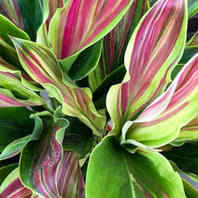 Load image into Gallery viewer, Sherbert Cordyline Ti Plant Seeds