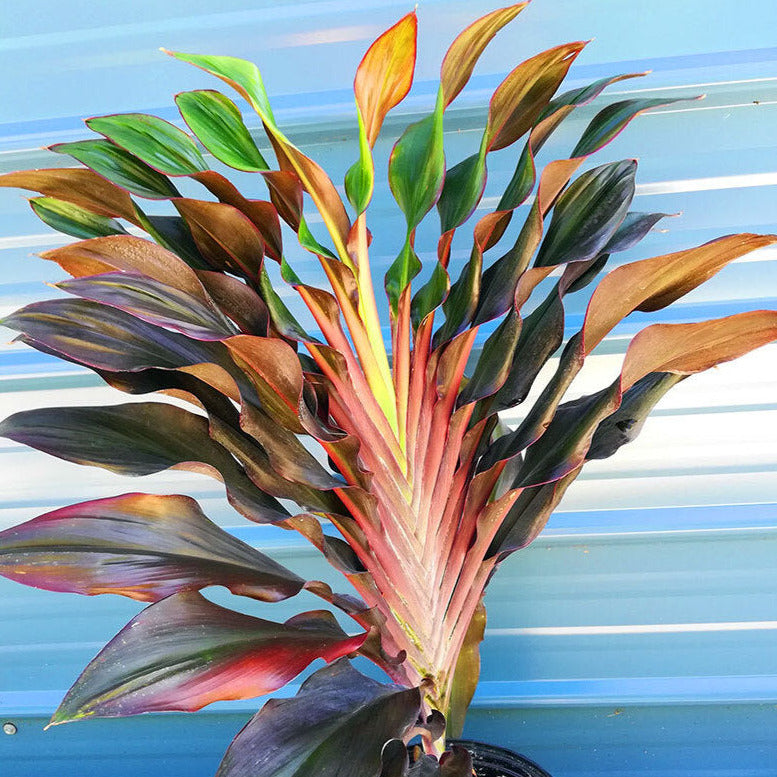 cordyline terminalis - ti plant Singapore Twist Cordyline Ti Plant Seeds – SEEDTOPIA
