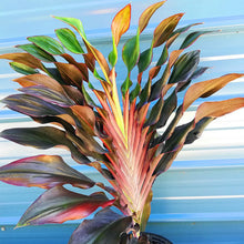 Load image into Gallery viewer, Singapore Twist Cordyline Ti Plant Seeds