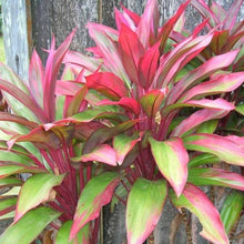 Load image into Gallery viewer, Singapore Twist Cordyline Ti Plant Seeds