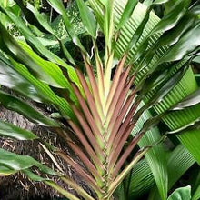 Load image into Gallery viewer, Singapore Twist Cordyline Ti Plant Seeds
