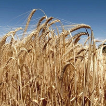 Load image into Gallery viewer, Barley Grass Seeds
