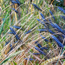 Load image into Gallery viewer, Utrecht Blue Wheat Ornamental Grass Seeds
