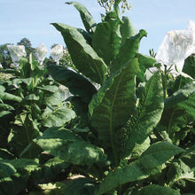 Load image into Gallery viewer, Virginia Gold Tobacco Plant Seeds