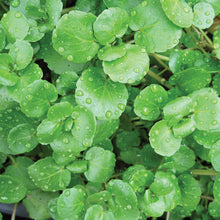 Load image into Gallery viewer, Organic Watercress Plant Seeds