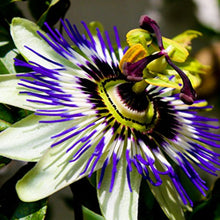 Load image into Gallery viewer, Blue Crown Passion Flower Seeds