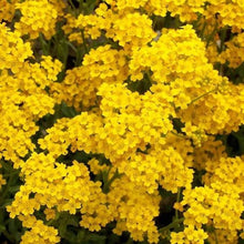 Load image into Gallery viewer, Alyssum "Basket of Gold" Ornamental Groundcover Seeds