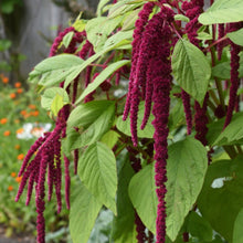 Load image into Gallery viewer, Amaranth "Love Lies Bleeding" Plant Seeds