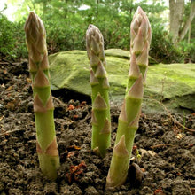Load image into Gallery viewer, Organic Asparagus "Mary Washington" Plant Seeds