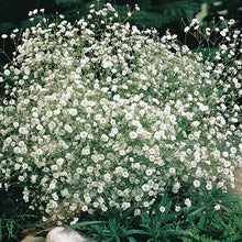 Load image into Gallery viewer, Baby's Breath (Gypsophila) Flower Seeds
